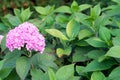 Hydrangea largeÃ¢â¬âleaved, or Hydrangea large-leaved (Latin Hydrangea macrophylla) Royalty Free Stock Photo